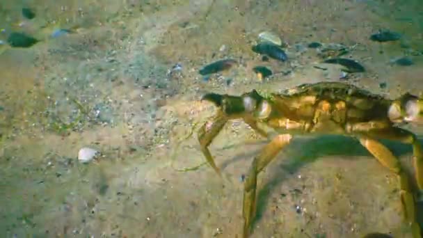 Große Grüne Krabbe Carcinus Maenas Läuft Schnell Über Den Sand — Stockvideo