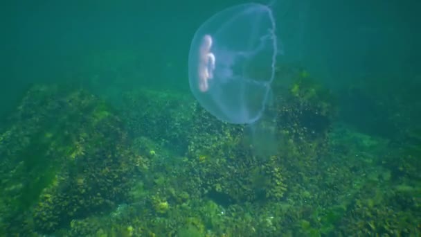 Floating Water Column Common Moon Jellyfish Aurelia Aurita Swims Algae — Stockvideo
