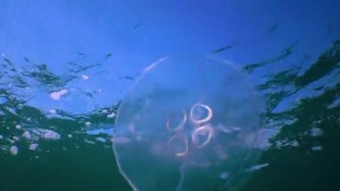 Suda yüzen denizanası (Aurelia aurita) Karadeniz 'de algler üzerinde yüzer.