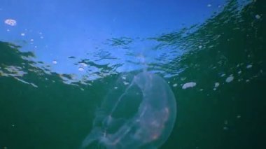 Suda yüzen denizanası (Aurelia aurita) Karadeniz 'de algler üzerinde yüzer.