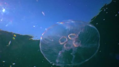 Suda yüzen denizanası (Aurelia aurita) Karadeniz 'de algler üzerinde yüzer.