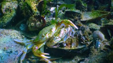 Erkek ve kadın Yüzme Yengeç (Macropipus holsatus) üreme önce yakın çekim. Karadeniz. Ukrayna