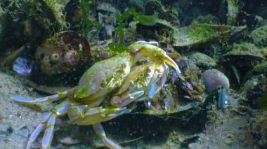 Erkek ve kadın Yüzme Yengeç (Macropipus holsatus) üreme önce yakın çekim. Karadeniz. Ukrayna