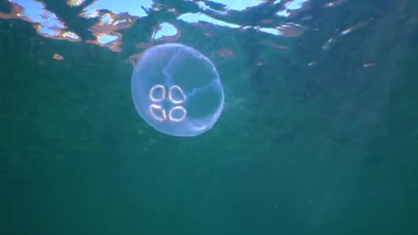 Floating Water Column Common Moon Jellyfish Aurelia Aurita Swims Algae — Stockvideo