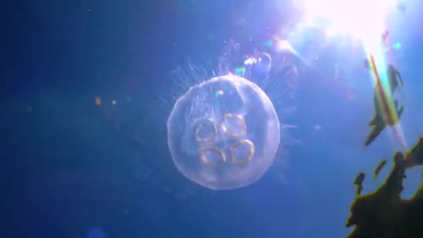 Floating Water Column Common Moon Jellyfish Aurelia Aurita Swims Algae — Stockvideo