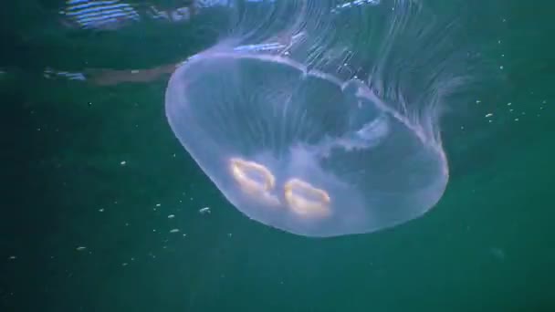 Floating Water Column Common Moon Jellyfish Aurelia Aurita Swims Algae — Stockvideo