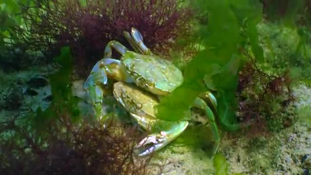Manliga Och Kvinnliga Krabba Macropipus Holsatus Före Häckningen Närbild Svarta — Stockvideo