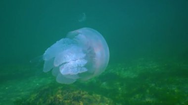 Kalınlıkta yüzen (Rhizostoma pulmo), yaygın olarak varil denizanası, fırfırlı ağızlı denizanası, Karadeniz 