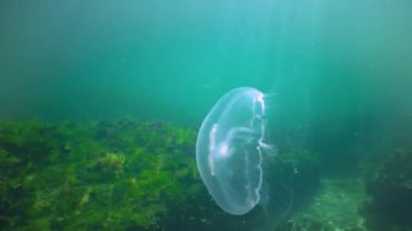 Floating in the water column Common (moon) jellyfish (Aurelia aurita), Black Sea