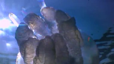 Kalınlıkta yüzen (Rhizostoma pulmo), yaygın olarak varil denizanası, fırfırlı ağızlı denizanası, Karadeniz 