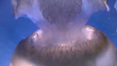 Kalınlıkta yüzen (Rhizostoma pulmo), yaygın olarak varil denizanası, fırfırlı ağızlı denizanası, Karadeniz 