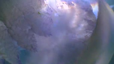 Kalınlıkta yüzen (Rhizostoma pulmo), yaygın olarak varil denizanası, fırfırlı ağızlı denizanası, Karadeniz 