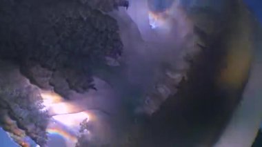 Kalınlıkta yüzen (Rhizostoma pulmo), yaygın olarak varil denizanası, fırfırlı ağızlı denizanası, Karadeniz 