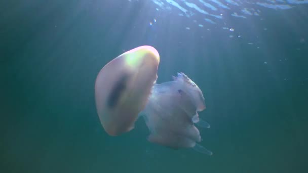 Floating Thickness Rhizostoma Pulmo Commonly Known Barrel Jellyfish Frilly Mouthed — Stok Video
