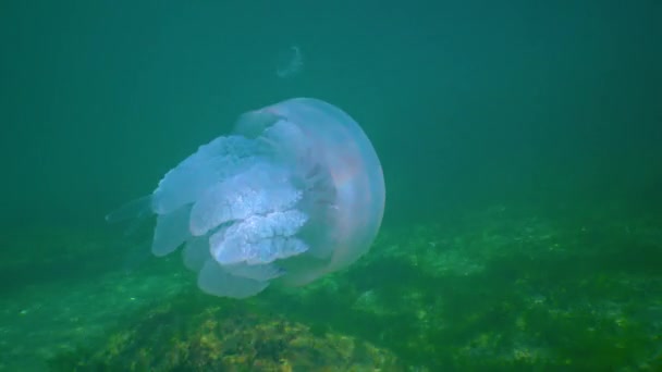 Floating Thickness Rhizostoma Pulmo Commonly Known Barrel Jellyfish Frilly Mouthed — Stockvideo