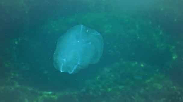 Ctenophorlar Karadeniz Taraklı Istilacısı Denizanası Mnemiopsis Leidy Stila Yırtıcı Istilacı — Stok video