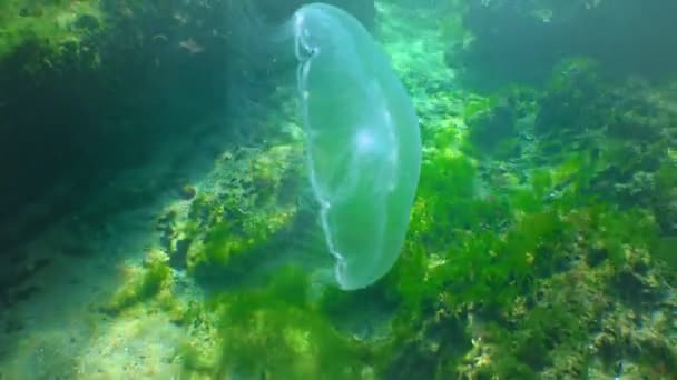 Floating Water Column Common Moon Jellyfish Aurelia Aurita Black Sea — стоковое видео