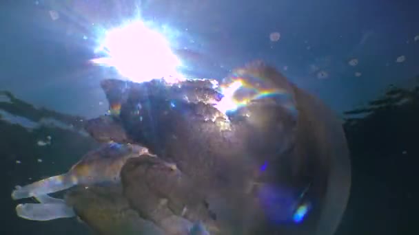 Плавающий Толщине Rhizostoma Pulmo Широко Известный Баррель Медузы Рта Медузы — стоковое видео