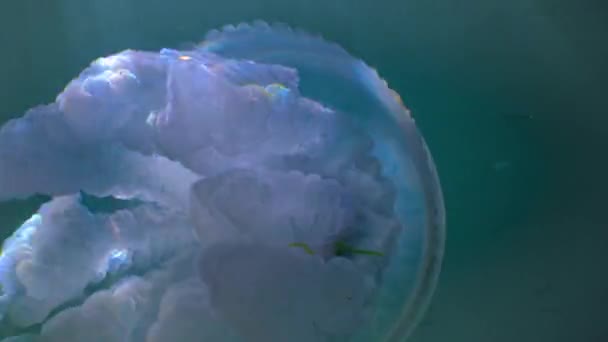 Floating Thickness Rhizostoma Pulmo Commonly Known Barrel Jellyfish Frilly Mouthed — Stock video