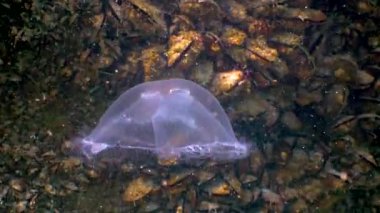 Suda yüzen denizanası (Aurelia aurita), Karadeniz