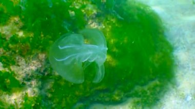 Ctenophorlar, Karadeniz 'in taraklı istilacısı, denizanası (Mnemiopsis leidy). İstila, yırtıcı istilacı