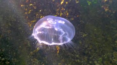 Suda yüzen denizanası (Aurelia aurita), Karadeniz
