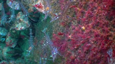 Yemek, karides (Palaemon elegans) orta atış. Karadeniz. Ukrayna