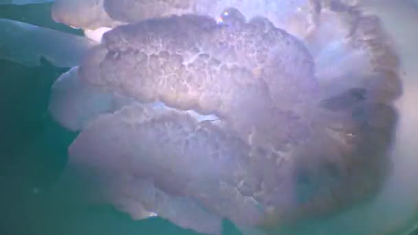 Floating Thickness Rhizostoma Pulmo Commonly Known Barrel Jellyfish Frilly Mouthed — Vídeo de stock