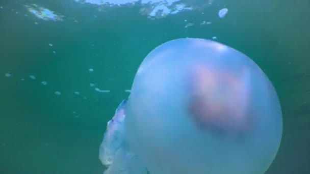 Floating Thickness Rhizostoma Pulmo Commonly Known Barrel Jellyfish Frilly Mouthed — Stock Video