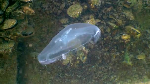Floating Water Column Common Moon Jellyfish Aurelia Aurita Black Sea — Vídeo de Stock