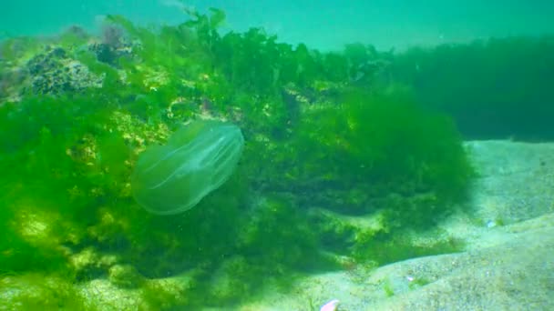 Ctenophores Comb Invader Black Sea Jellyfish Mnemiopsis Leidy Invasion Predatory — Vídeos de Stock