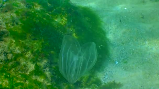 Ctenophores Comb Invader Black Sea Jellyfish Mnemiopsis Leidy Invasion Predatory — 图库视频影像