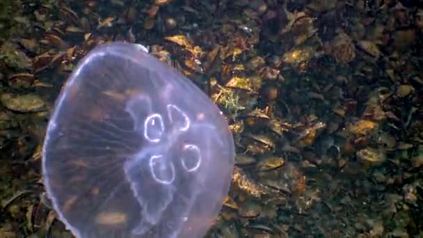 Плаваючи Водяній Колонці Common Moon Jellyfish Aurelia Aurita Black Sea — стокове відео