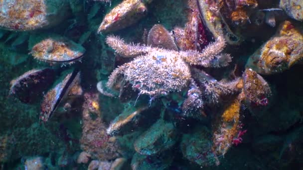 Borstenkrebse Oder Haarige Krabbe Pilumnus Hirtellus Versteckt Sich Zwischen Muscheln — Stockvideo