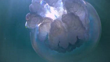 Kalınlıkta yüzen (Rhizostoma pulmo), yaygın olarak varil denizanası, fırfırlı ağızlı denizanası, Karadeniz 