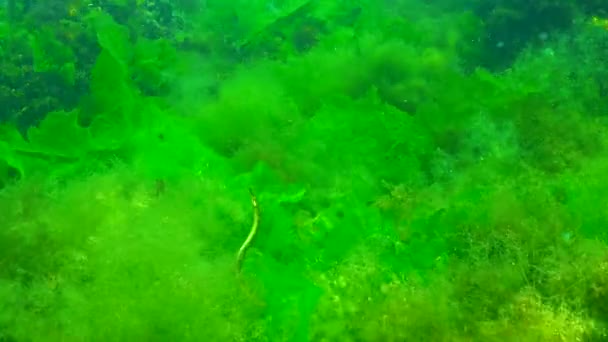 Siyah Çizgili Boru Balığı Syngnathus Abaster Yeşil Alg Cladophora Ulva — Stok video