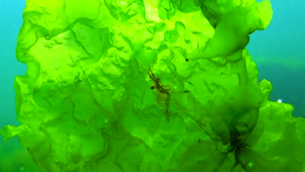 Shrimp Nutrition Garnelen Palaemon Elegans Versteckt Sich Dickicht Der Algen — Stockvideo