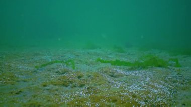 Tek hücreli alglerle kaplanmış, deniz tabanındaki kum suya oksijen kabarcıkları salıyor, Karadeniz