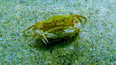 Erkek ve dişi yüzme yengeci (Makropipus holsatus) Karadeniz 'in kumlu tabanı boyunca koşar.