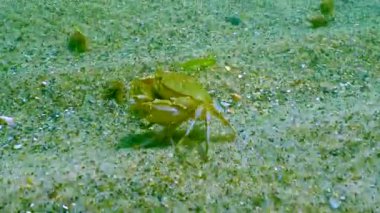 Erkek ve dişi yüzme yengeci (Makropipus holsatus) Karadeniz 'in kumlu tabanı boyunca koşar.