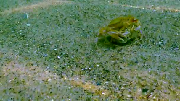 Самець Самиця Плавального Краба Macropipus Holsatus Біжить Уздовж Піщаного Дна — стокове відео