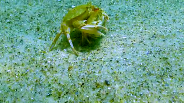 Самець Самиця Плавального Краба Macropipus Holsatus Біжить Уздовж Піщаного Дна — стокове відео