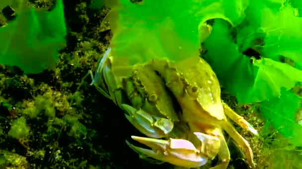 Мужчина Женщина Плавающий Краб Macropipus Holsatus Скрывается Среди Водорослей Черном — стоковое видео