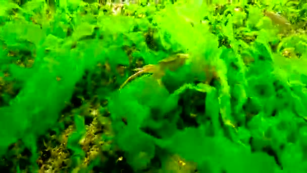 Cangrejo Nadador Macropipus Holsatus Esconde Entre Algas Verdes Sobre Piedras — Vídeos de Stock