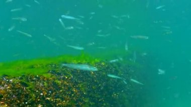 Büyük ölçekli büyük ölçekli kum eritme (Atherina pontica) sürüsü, Karadeniz 'de su kolunda yüzer. 