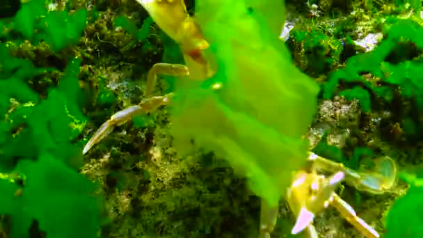 黒海の石の上に緑藻の間に潜るクニ マクロピプス ホルサトゥス — ストック動画