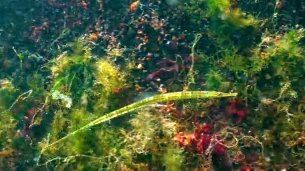 Черная Полосатая Рыба Syngnathus Abaster Плавает Среди Водорослей Морского Дна — стоковое видео