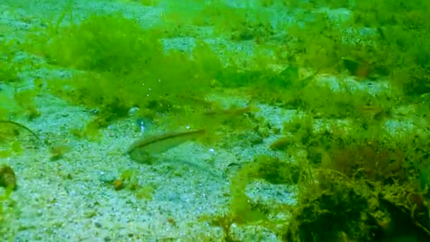 紅ボラ Mullus Barbatus Ponticus 若い魚は黒海の薄い水で泳ぐ — ストック動画