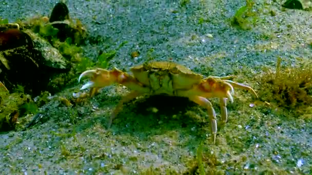 Crabe Commun Macropipus Holsatus Cache Parmi Les Algues Vertes Sur — Video