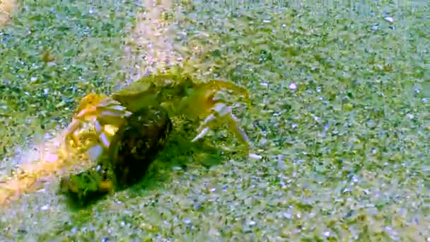 Swimming Crab Macropipus Holsatus Breaks Eats Clam Mussel Black Sea — Stock Video